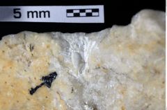 Foto (Detailansicht) von Goniodromites sp. (NHMW-GEO-1990-0041-0385)